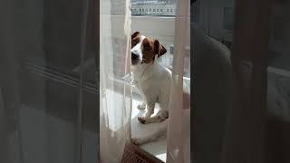 Шерстяная любовь #dog #джекрассел #собака #джекрасселтерьер #дрт #pets #jackrussellterrier