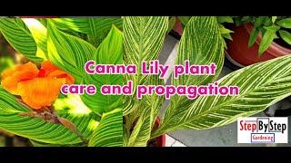 Canna Lily plant care and propagation//Complete care of Canna Lily