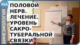 Половой нерв. Лечение. Уровень 2. Кинезиология. Л.Ф.Васильева