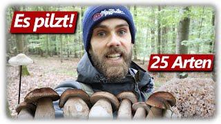 Pilze ohne Ende | Steinpilze, Krause Glucke & mehr | 25 Arten im Wald