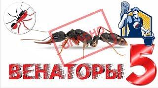 Муравьи Harpegnatos venator. Опасная Уборка