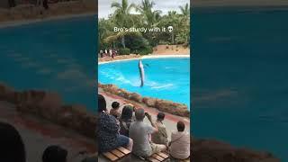 dolphin 