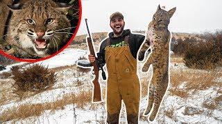 Backyard BOBCAT Catch Clean Cook!!! (Best Meat Ive Put In My Mouth)