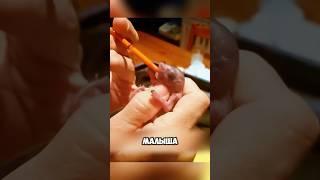 Белка попросила помощи у женщины ️ #милыеживотные #животные