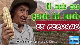 El maíz mas grande del mundo es peruano