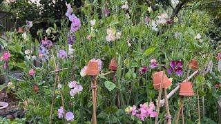 Walk around my cottage garden in Cornwall 