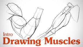 Drawing Muscles: What You Need to Know