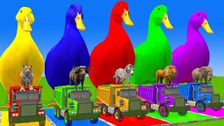 5 Giant Duck Cartoon,Cow,Elephant,Tiger,Lion,Dinosaur,Paint Wild Animals Crossing Fountain Animation