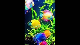 Beautiful. fish aquarium fish video very lovely video