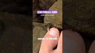 Sounds from Crab Pedicure | Crab ASMR Sounds #shorts