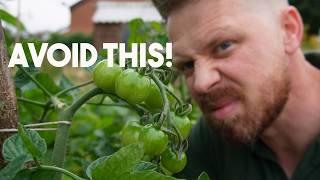 Tomatoes Outdoors UK Follow These Steps To Increase Success