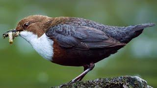 THE WHITE -THROATED DIPPER/ PLUSZCZ ZWYCZAJNY/ CINCLUS CINCLUS