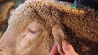 MSD Animal Health Sheep treatment techniques