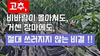 고추가 비바람몰아쳐도, 긴 장마에도 절대 쓰러지지 않는 비결...이 방법이 있기에 가능!!