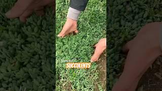 Harvest Your Succulent Garden: Grow More Plants for Free!