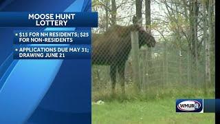 Moose hunt lottery underway in NH