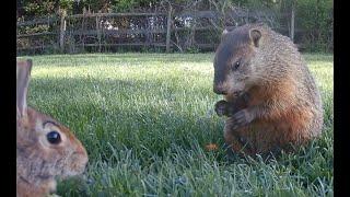 Don't get between a groundhog and a carrot!