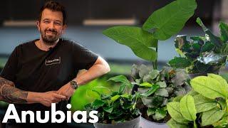 Anubias | Liquid Nature Pflanzenvorstellung