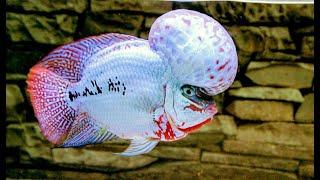 Beautiful & Cool King Kamfa Flowerhorn Fish | Flowerhorn Boss