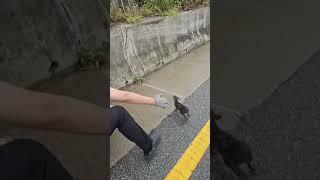 This woman helped deer baby  epi. 2