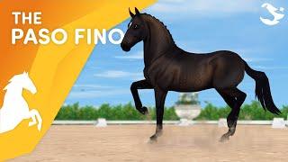 Meet the Paso Fino!  | Star Stable Horses