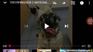 Мопсятник