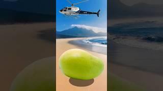 Amazing Giant Mango Farm agriculture