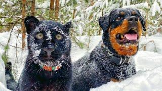 Luna The Pantera & Venza Are Dog Cat Duo Goals  | The Koala