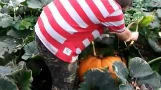 Giant Pumpkin Harvest U K