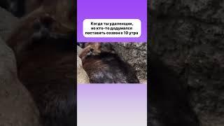 Онлайн-тренажер для быстрой подготовки к собеседованию #айти #python #войтивайти #программирование
