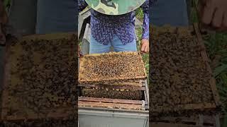 check new beehive .