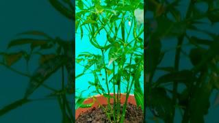 My Green Chili Plant #gardening #gardenAkhi
