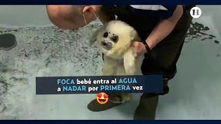 FOCA bebé entra al AGUA a NADAR por PRIMERA VEZ