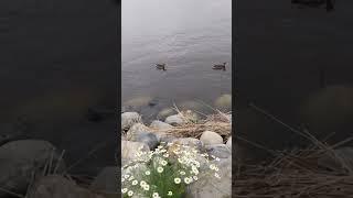 Карелия. Сортавала. В хмурый летний денёк на водоемах Сортавала