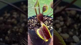 Centipede | Venus Fly Trap | Dionaea Muscipula | #insectkiller #flytrap #shortsfeed #shorts