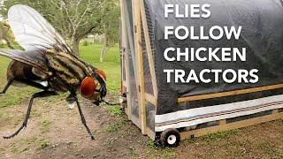 Flies Follow Chicken Tractors (Concentrated Manure) - Do This