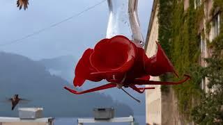 Hummingbird Feeding Time