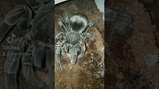 Кормление паука-птицееда  #tarantula #паукиптицееды #spider #пауки