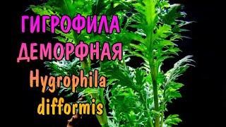 ГИГРОФИЛА ДЕМОРФНАЯ ( Hygrophila difformis )