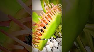 How A Venus Fly Trap Works 