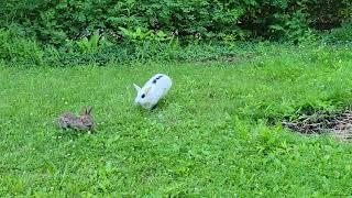 Pet rabbit meets wild rabbit for the first time