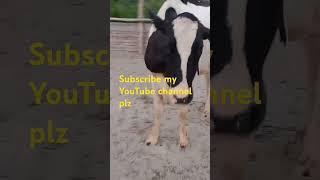 #love #cow #anmolpunjabcow #cowsong #animals #dairyherd #hindisong