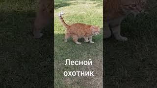 Янтарноглазый кот Кузя - охотник #shorts Рыжий кот Кузя на даче