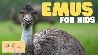 ASL Emus for Kids