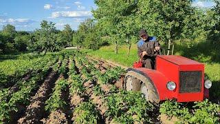 Гусеничный минитрактор окучивает картошку.