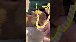 Capy Moments! Capybara having cuddling time   #masbro #capybara #capivara