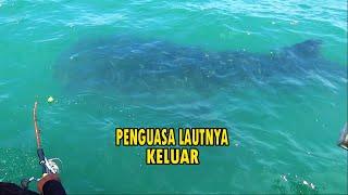 KAGET !! Penguasa ikan laut nya keluar,bikin ikan pada kabur