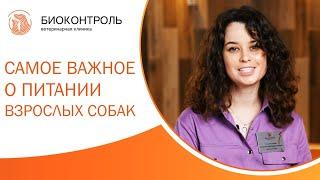  Как правильно кормить взрослую собаку? Советы ветеринарного врача.Как кормить взрослую собаку. 12+