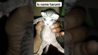 kucing lucu #6 harumi