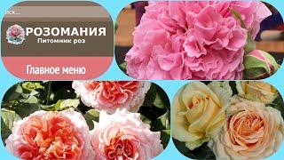 Обзор посылки с розами из питомника "РОЗОМАНИЯ"! #РОЗЫ #уральскиерозы #обзорпосылки